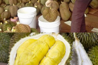 Trời ơi sầu riêng món khoái khẩu của nhiều người không ngờ lại như thế này