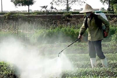 Hà Nội trả lời thông tin “rau phun thuốc hôm trước, hôm sau đã mang bán… Vậy là đã rõ